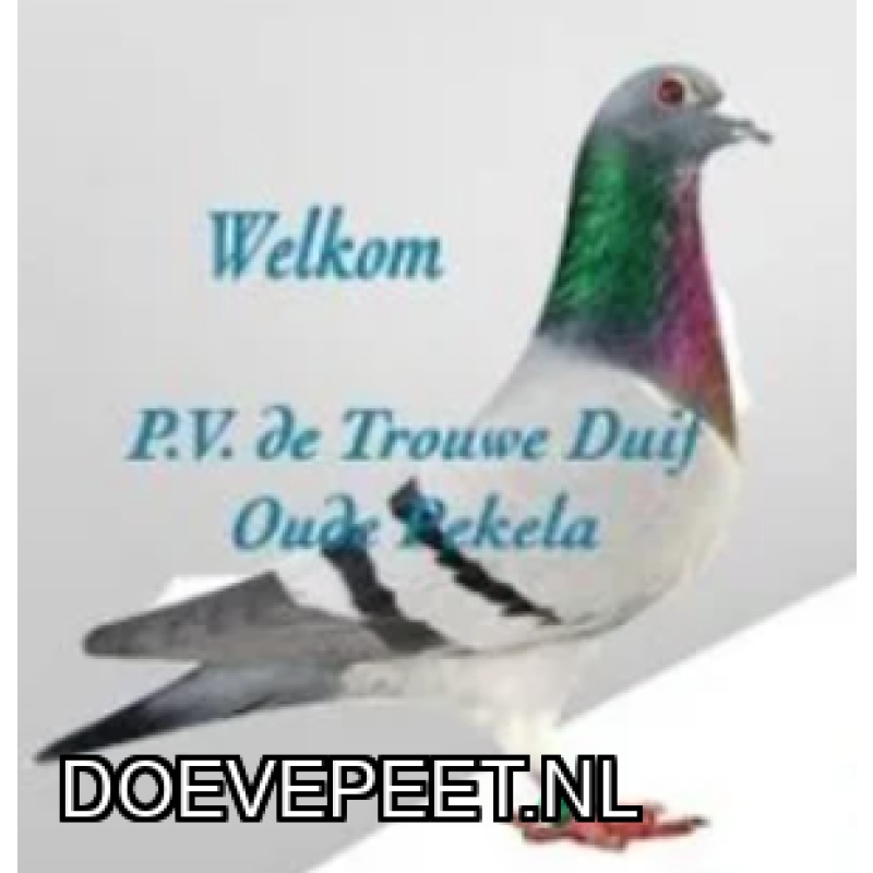 Koop 5: Ton van der Walle uit Beerta, schenkt een zomerjong 2027 in overleg.