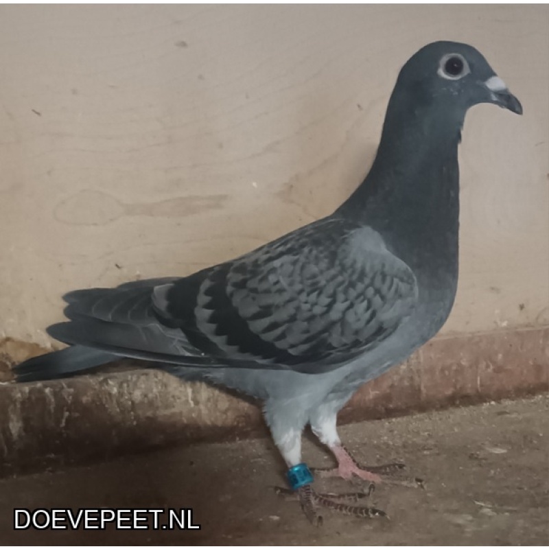 KC: Bon 9: Sven van Houten IJsselstein Zomerjong 2026
