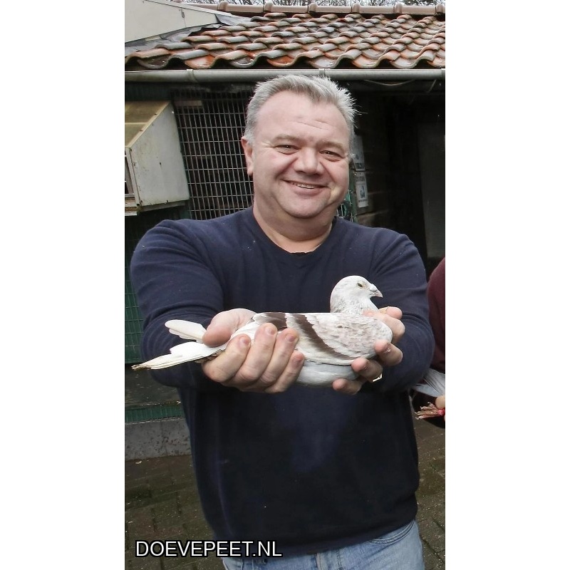1134 Bon  2.18 Comb. P. & I. de Lang, Soest – 1 jonge duif 2026
