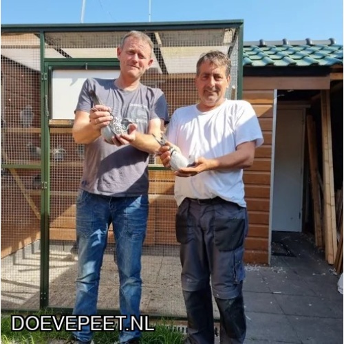 1134 Bon  2.4 John Ruttenberg, Baarn - 1 jonge duif 2026