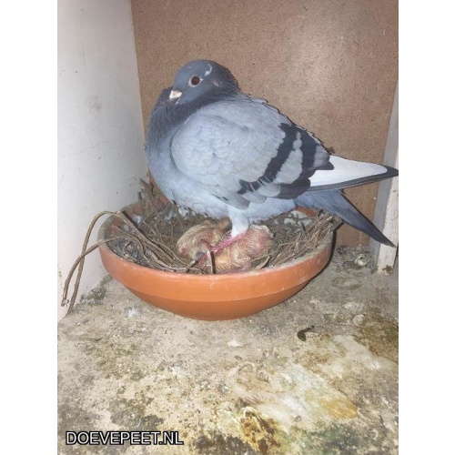 1134 Bon  2.5 Karst Kolk, Genemuiden – 2 jonge duiven 2026