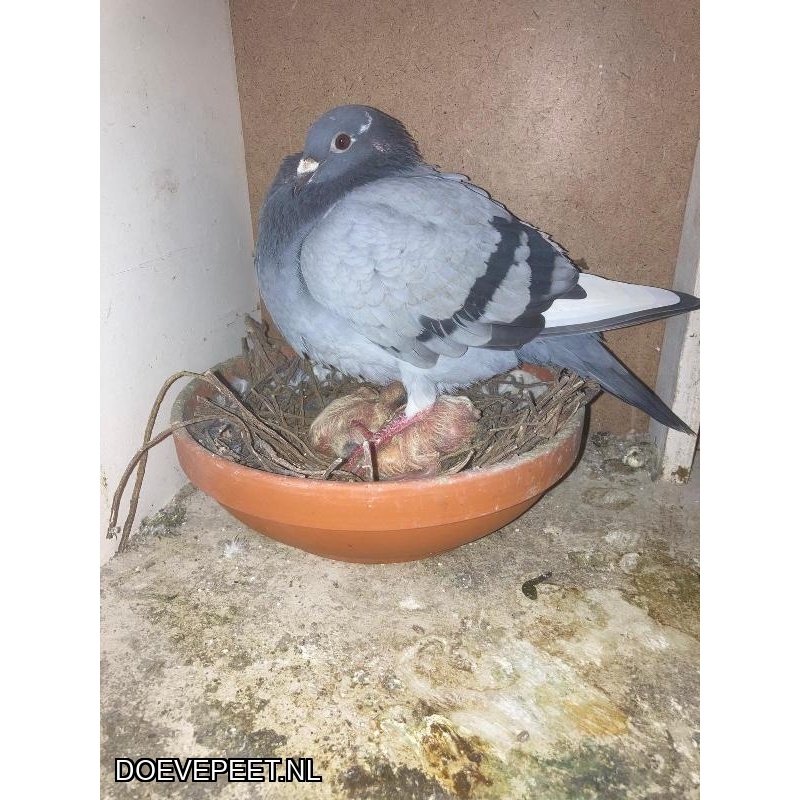 1134 Bon  2.5 Karst Kolk, Genemuiden – 2 jonge duiven 2026