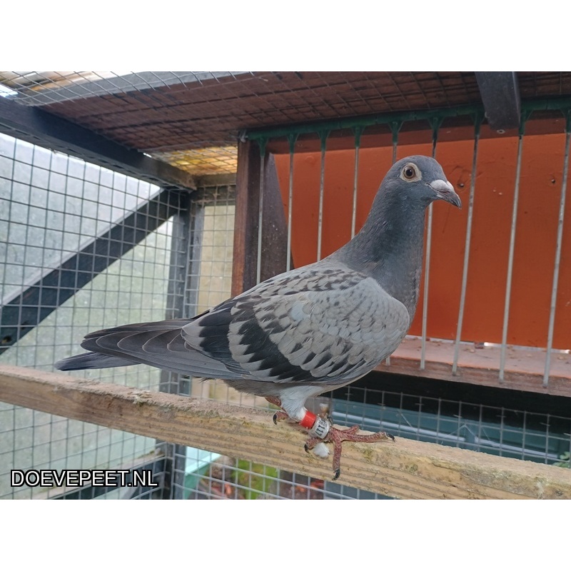 1134 Bon  3.4 Grol-Labrijn-Simion, Laren – Zomerjong 2025