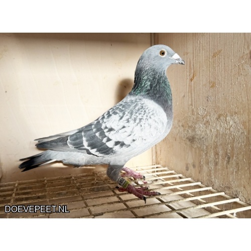 NG LOT 1  Leo Heremans, 100% broer 1e Asduif OLR Ostwestfalen Derby 2025