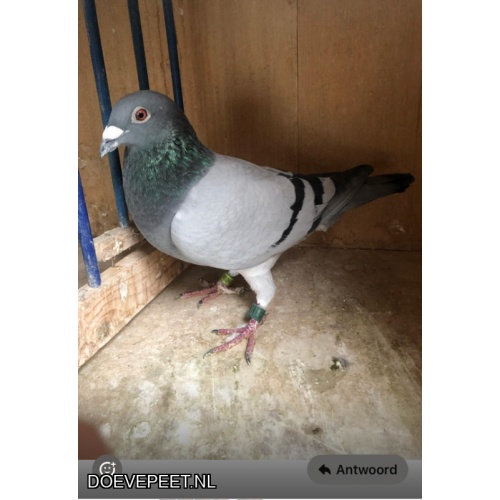 JvK Bon 1: doffer 23-9436038 duif van Sjaak van Bogget,