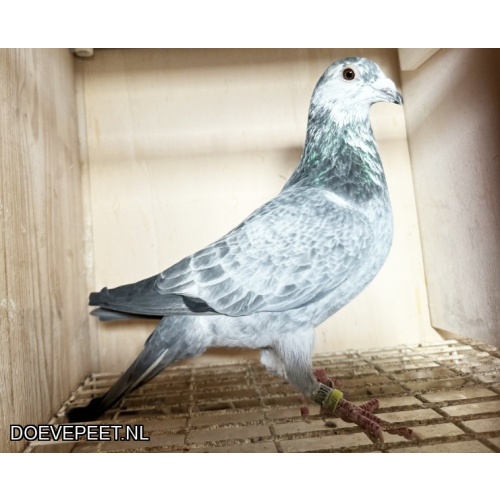 NG LOT 10 INTEELT AVRIL X CANDIRA JOS THONE