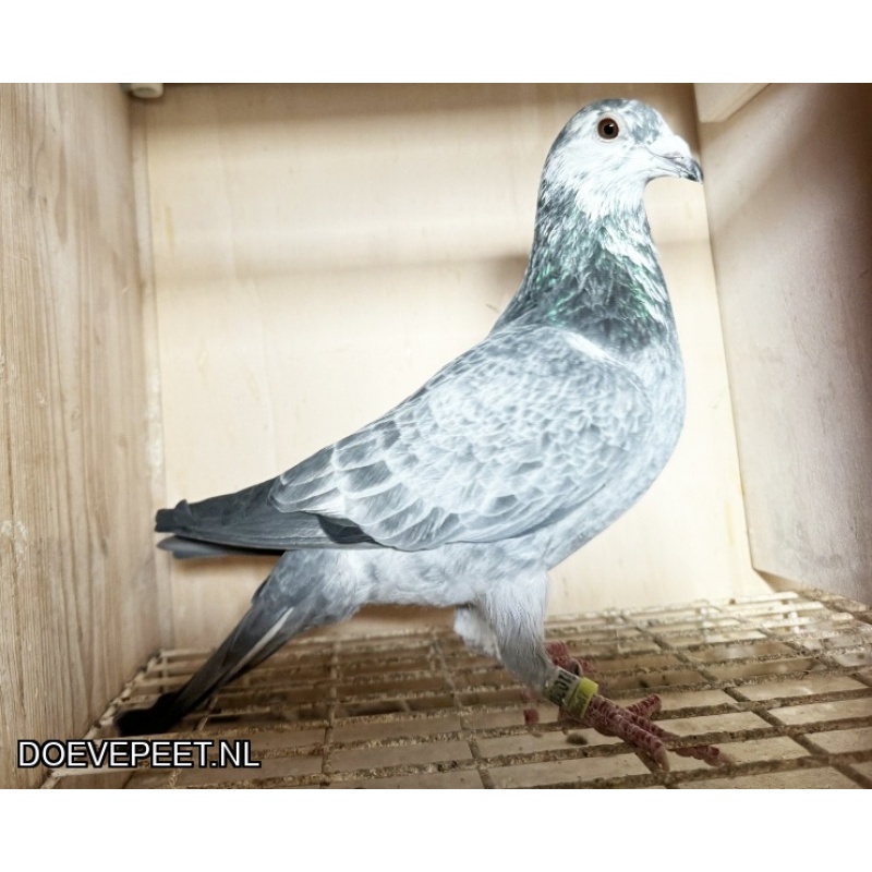 NG LOT 10 INTEELT AVRIL X CANDIRA JOS THONE