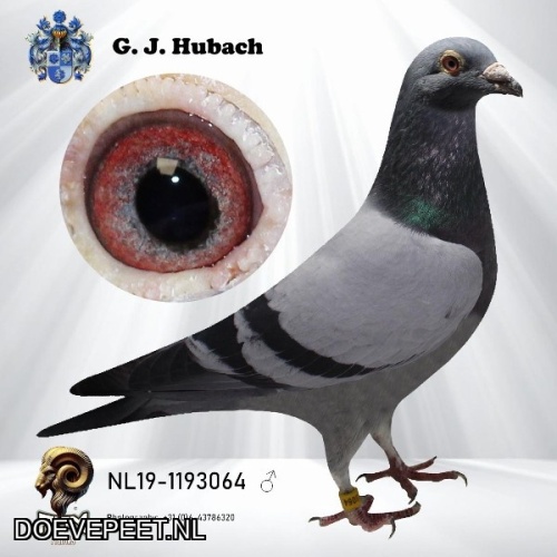 GH Koop 10 NL2019-1193064 Doffer