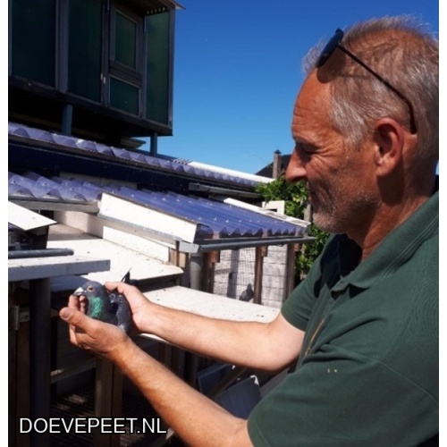 1020 Bon 11:  Dick Ruiter, Lutjebroek Jonge duif 2026