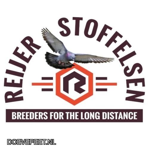 DMP Bon 115 Reijer Stoffelsen – Nieuwleusen – Jonge duif 2027 i.o.