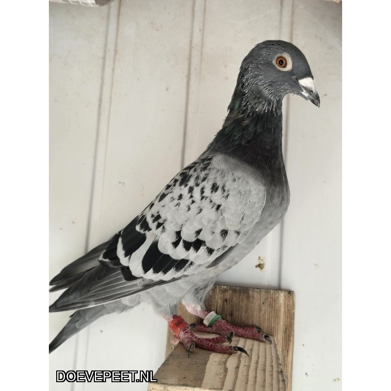 0137 Bon 11: Sergiu Bidirliu Emden zomerjong 2024