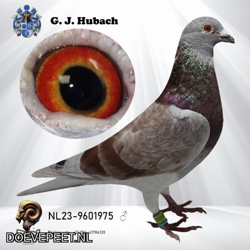 GH Koop 11 NL2023-9601975 Doffer