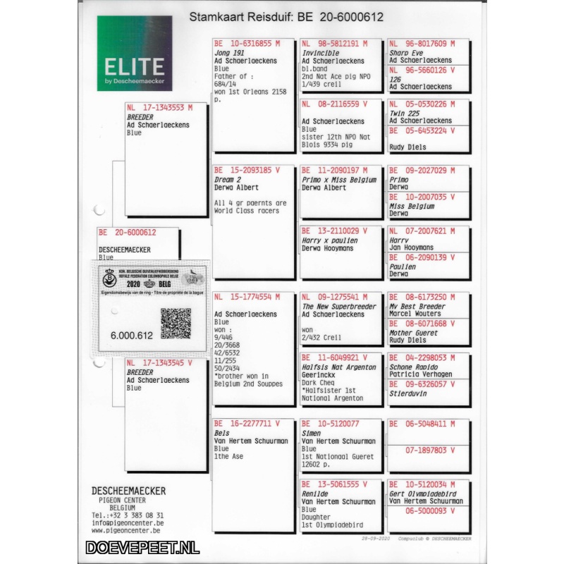 DMP Bon 120 Mario Wijnen – Panningen - 2 jonge duiven uit dit programma koppel 2/2