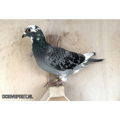DMP Bon 124 NG Pigeons – Haaksbergen – 1 jong