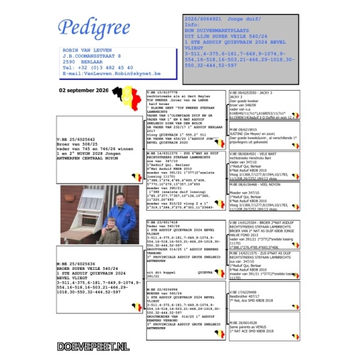 DMP Bon 127 Robin van leuven – Berlaar (B) – jonge duif 2026