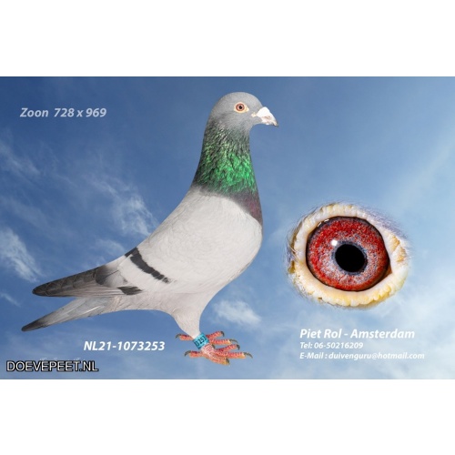 DMP Bon 127 Piet Rol – Amsterdam 2/2 jonge duif 2025 uitgezocht