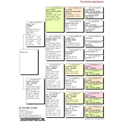 DMP Bon 129 Beb de Ruijter – Haaksbergen - super inteelt goed grijs