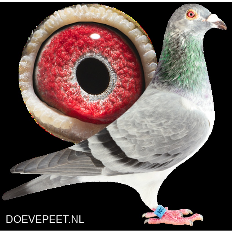 DMP Bon 12 Beb de Ruijter – Haaksbergen – jonge duif 2027 2e ronde