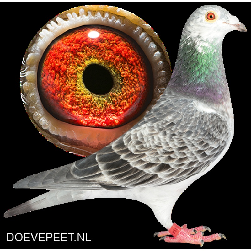 DMP Bon 12 Beb de Ruijter – Haaksbergen – jonge duif 2027 2e ronde