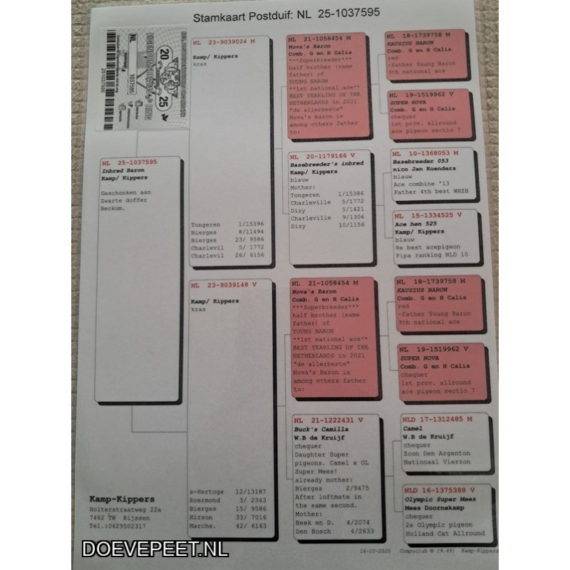 0655 Bon 13 Combinatie Kamp/Kippers Rijssen duif, laat jong 2025