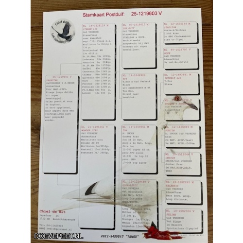 DMP Bon 134 Chiel de Wit – Zuid Scharwoude - een vroeg jong van 2025