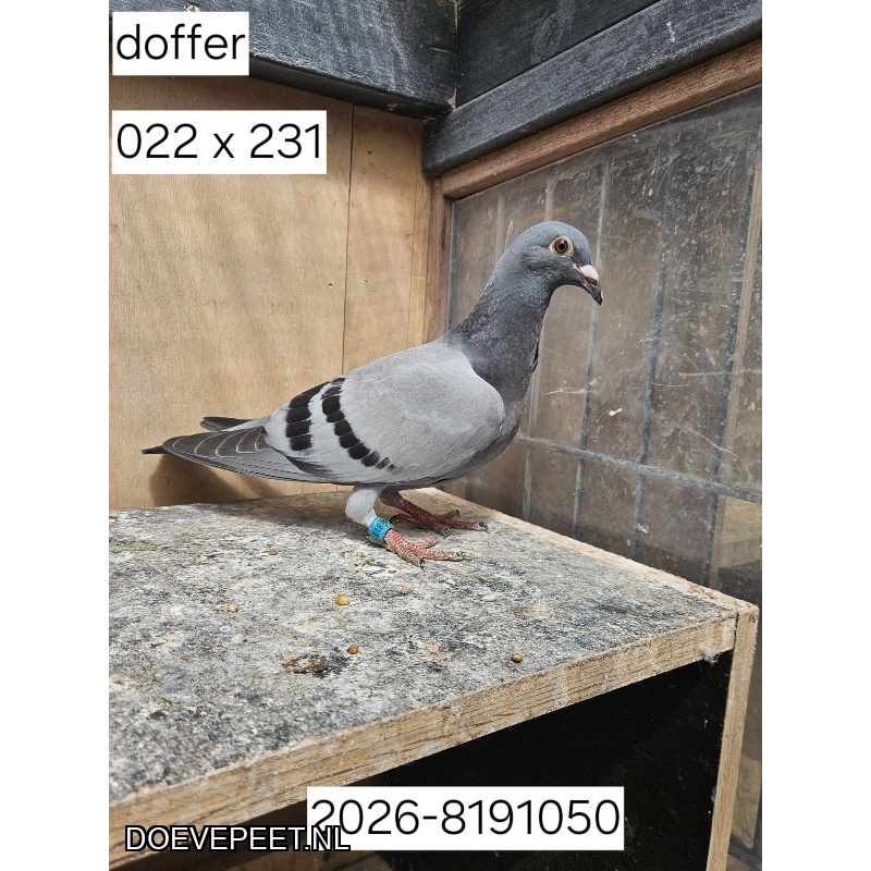DMP Bon 143 Comb van Kleef-Hol – Geldermalsen – Zomerjong 2026