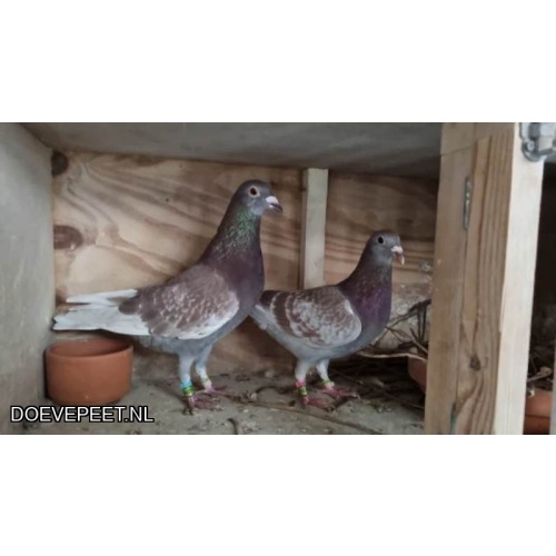 DMP Bon 144 Comb. Bruls- de Laat – Venray – jong 2026 voorjaar 2/2