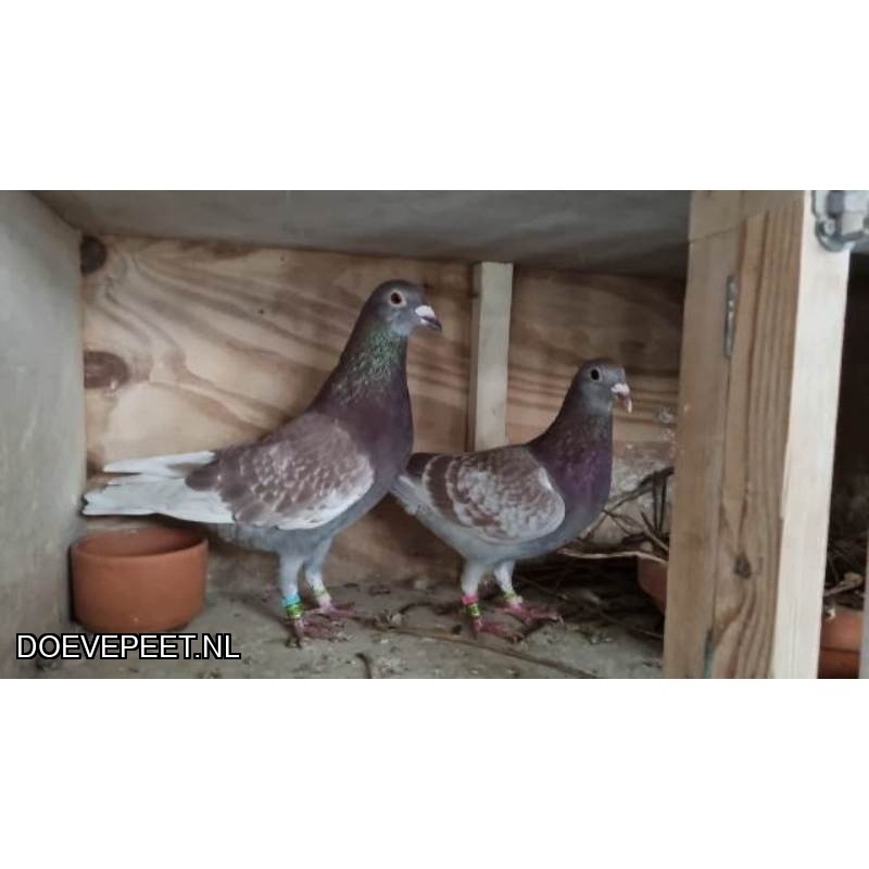 DMP Bon 144 Comb. Bruls- de Laat – Venray – jong 2026 voorjaar 2/2