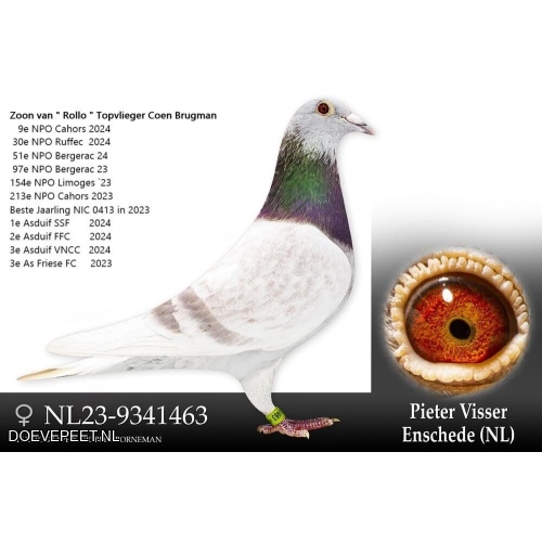 DMP Bon 149 Pieter Visser – Enschede - 2 jonge duiven 2025 of 2026