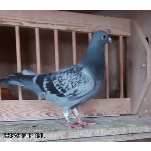 DMP Bon 154 Comb van der Ree – Steenbergen – jong uit rechtsr W vd Meulen