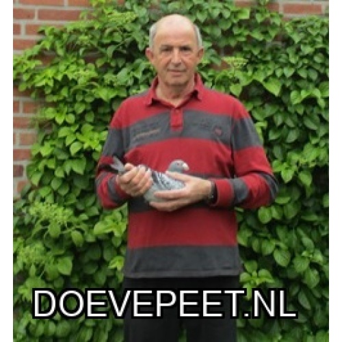 DMP Bon 155 Tjeu Sevriens – Echt – jonge duif 2026 kwekers april