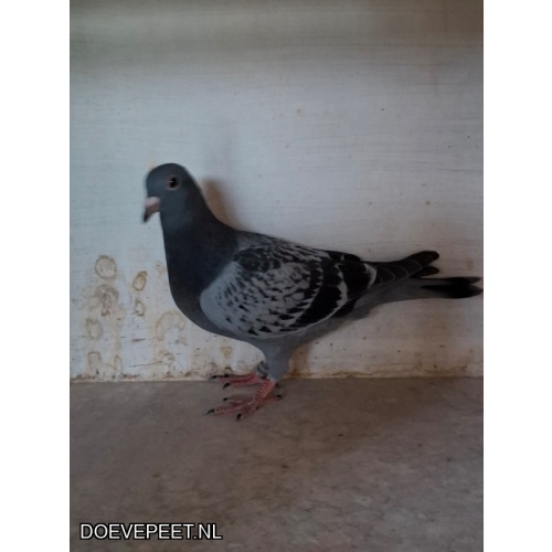 DMP Bon 156 Leo Gommans – Ysselsteyn (Lb) – Laat jong 25 uit de kwekers 2/2