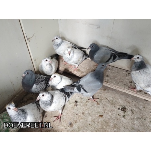 DMP Bon 159 Marten Leegstra - Broeksterwoude - jong 2026