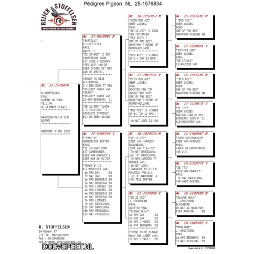 DMP Bon 16 Reijer Stoffelsen – Nieuw Leusen – Jonge duif 2025