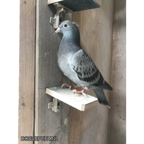 0137 Bon1: Ton van der Walle, uit Beerta