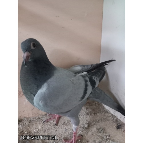 DMP Bon 1 Jacky Daenen - Maastricht - Laat jong 2025 1/2