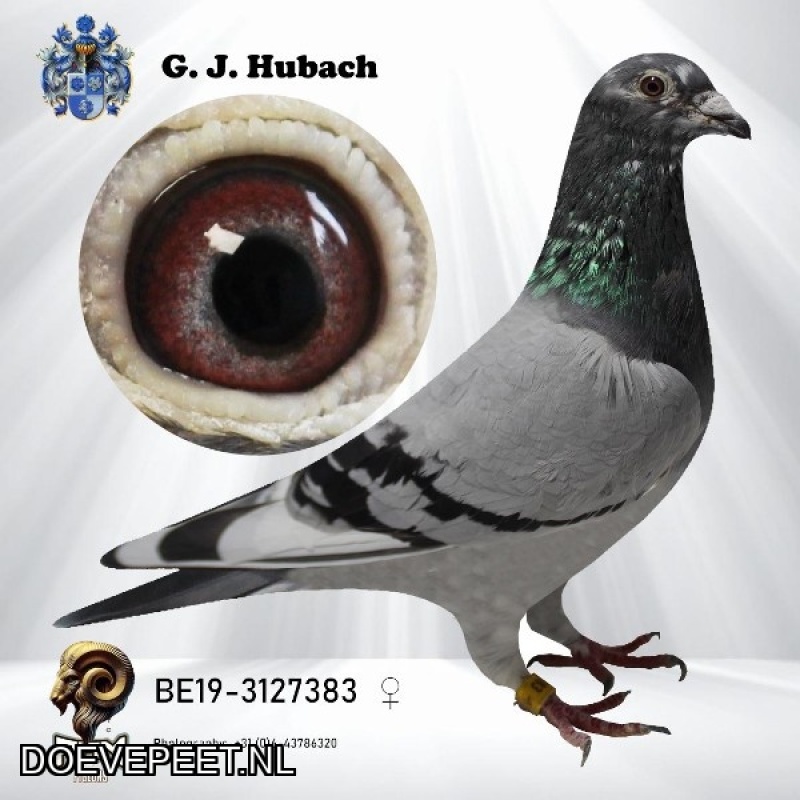 GH Koop 1 BE 2019-3127383 Duivin