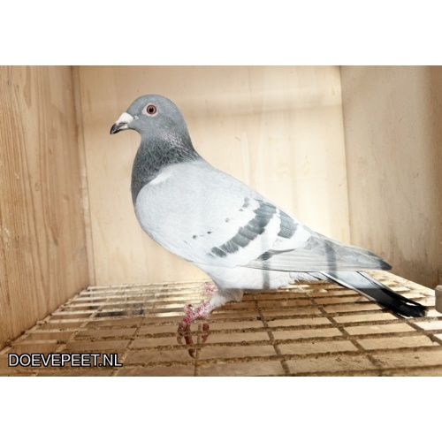 NG LOT 2 uit superkoppel PRICELESS x THE BITCH