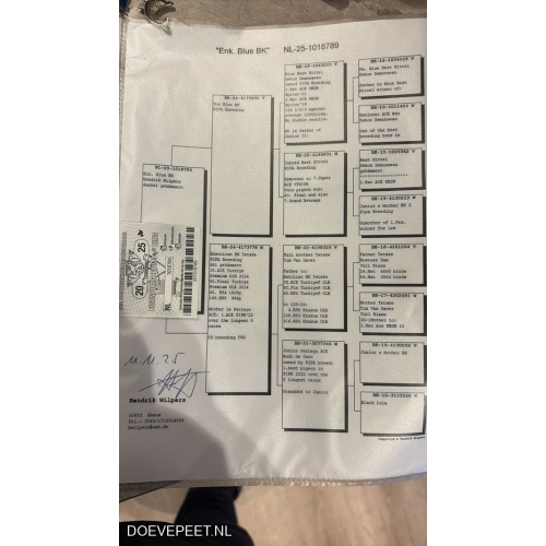 0642 Koop 24 Hendrik Wilpers Jonge duif