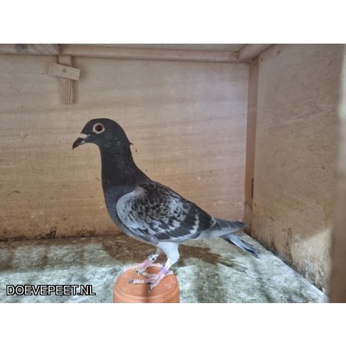 DMP Bon 24 Grol- Labrijn- Simion - Laren - Jong 2025