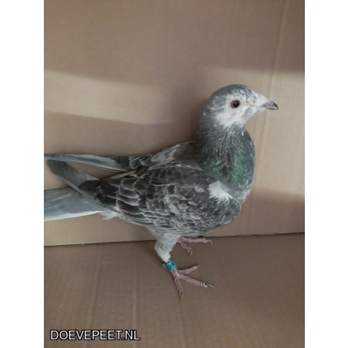 DMP Bon 25 Patre Pigeons (Aalbers) – Denekamp – 100% Leideman jonge duif