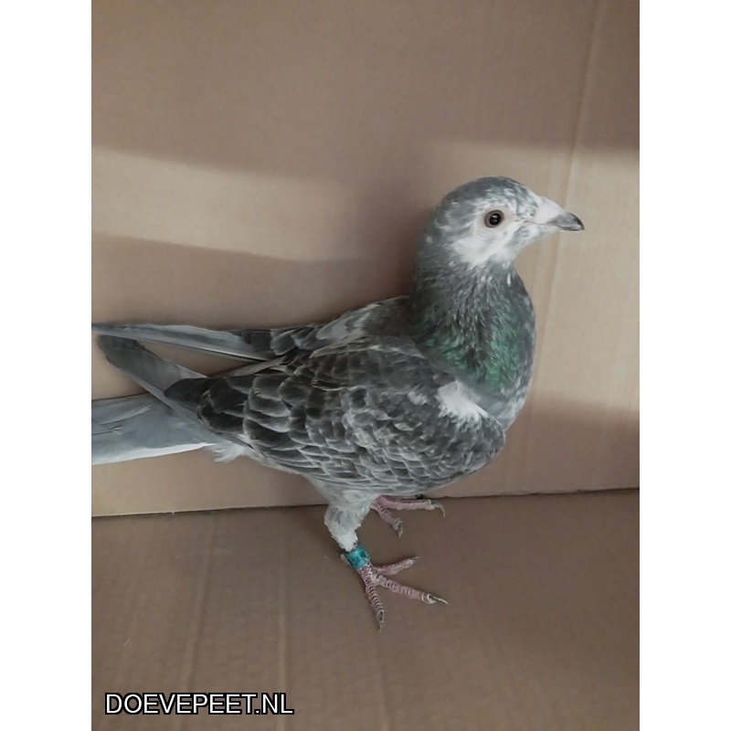 DMP Bon 25 Patre Pigeons (Aalbers) – Denekamp – 100% Leideman jonge duif
