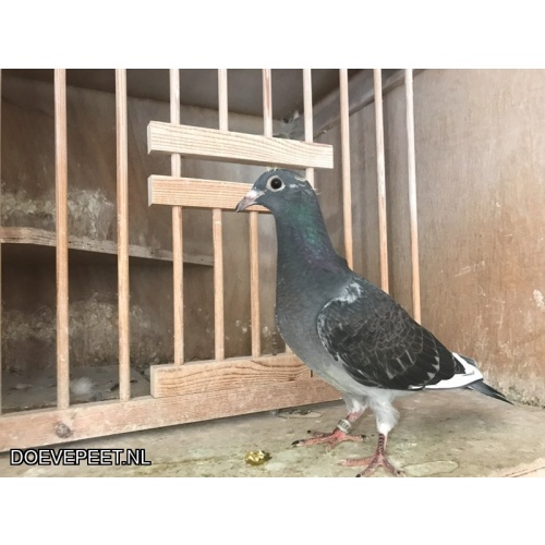 0137 Bon 2: Ton van der Walle, uit Beerta zomerjong 2025