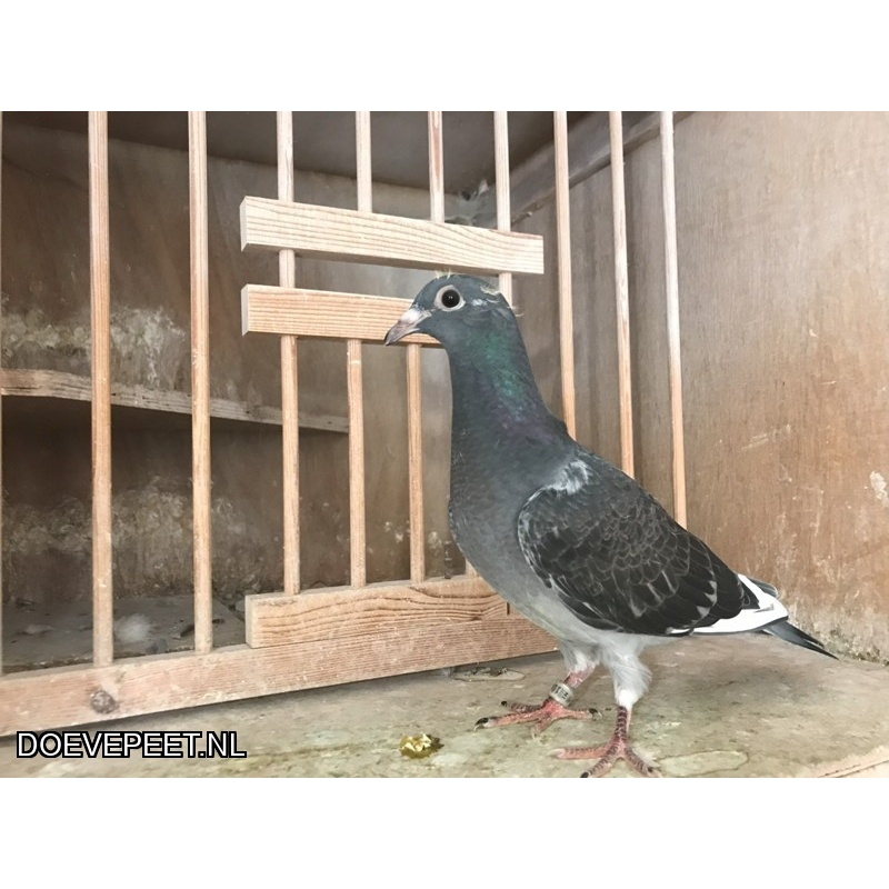 0137 Bon 2: Ton van der Walle, uit Beerta zomerjong 2025