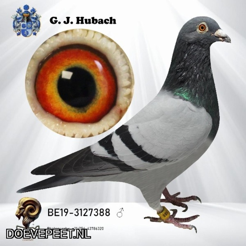 GH Koop 2 BE 2019-3127388 Doffer