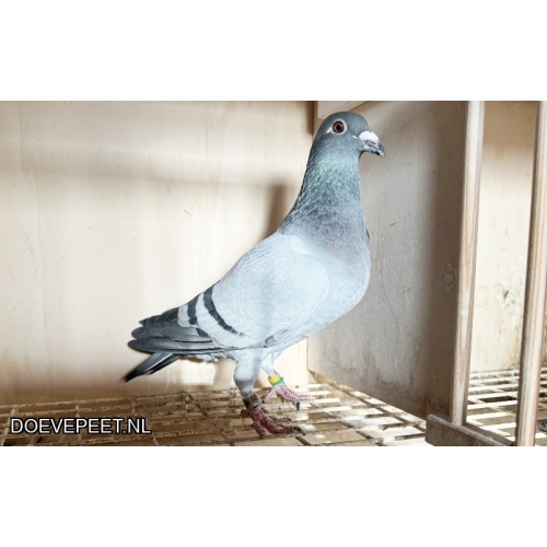 NG LOT 3 VECHTMACHINE, BEST KITTEL EN OLYMPIC LEO