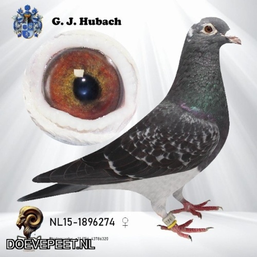 GH Koop 3 NL2015-1896274 Duivin