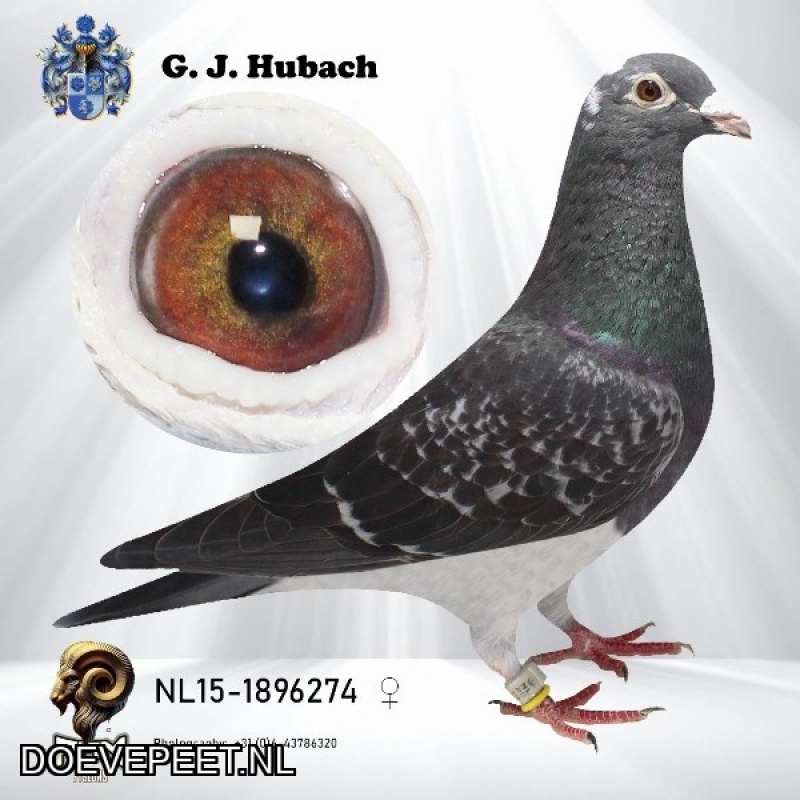 GH Koop 3 NL2015-1896274 Duivin