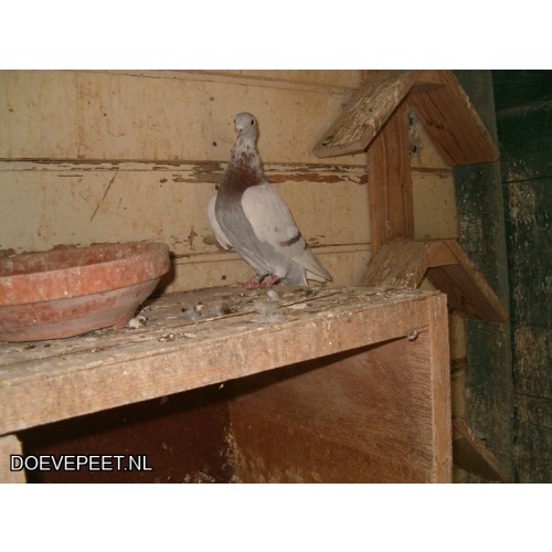 DMP Bon 3 Jan Vorselen - Thorn - laat jong 2025 (vaal)