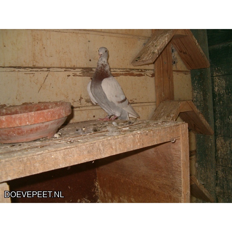 SvH Bon 3: het beste van Gerard Schalkwijk 259